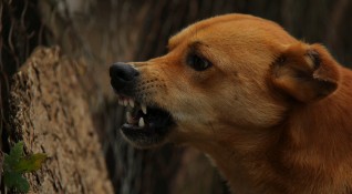 Бездомно куче нахапа жена в Дупница Спаска Китова отивала на