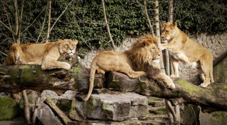 Горила и два лъва в зоопарка в Прага са дали