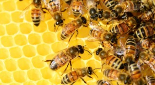 Агенцията по храните започва масови проверки на пчелните семейства и