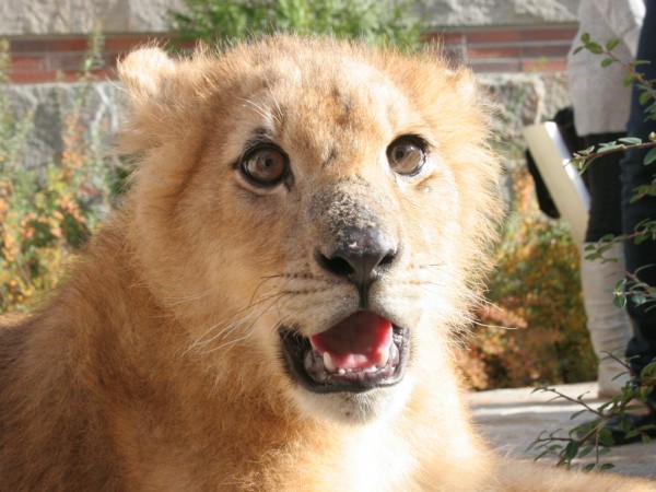 Препариран лъв е открит в Разград, съобщиха на пресконференция окръжният