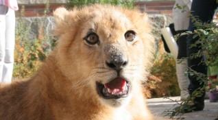 Препариран лъв е открит в Разград съобщиха на пресконференция окръжният