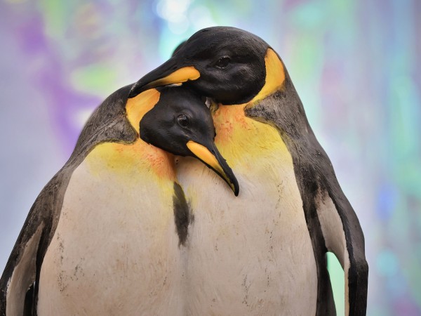 Пингвините, обитаващи аквариума в норвежкия град Берген, също се ваксинират,