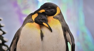 Пингвините обитаващи аквариума в норвежкия град Берген също се ваксинират