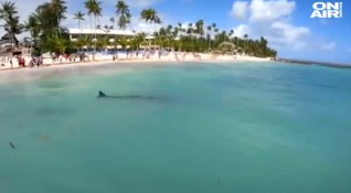 Спасиха заседнал кит в Доминиканската република Красивото животно е преминало
