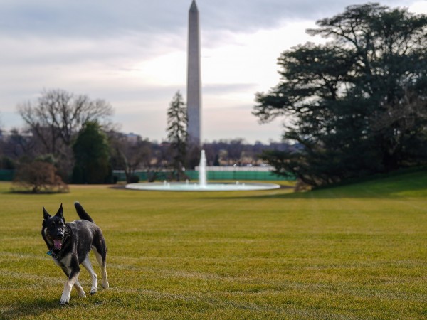 Американският президент Джо Байдън е върнал и двете си кучета