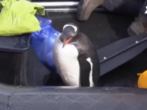 Пингвин се спаси от косатки, скачайки в лодка с туристи.