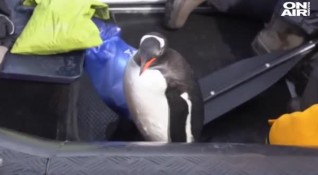 Пингвин се спаси от косатки скачайки в лодка с туристи