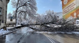 Паднало дърво на една от централните улици в Шумен затрудни