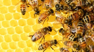Смъртни случаи на пчели край Бургас за това сигнализират пчелари