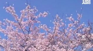 Разцъфнаха вишневите дървета в Япония Хубавото време и розовите цветове