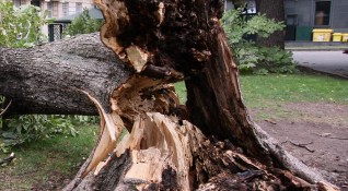 Кестеново дърво падна тази сутрин в центъра на Кюстендил и