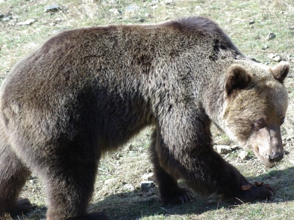 Три сигнала за нападения на мечки вече са получени в