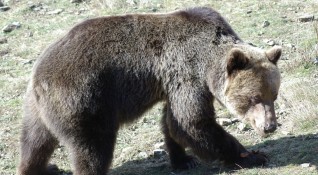 Три сигнала за нападения на мечки вече са получени в