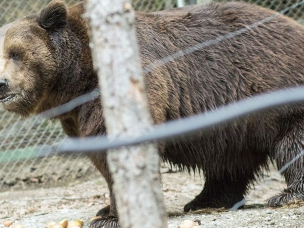 Рони - мечката гризли от столичния зоопарк, вече се събуди