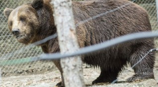 Рони мечката гризли от столичния зоопарк вече се събуди