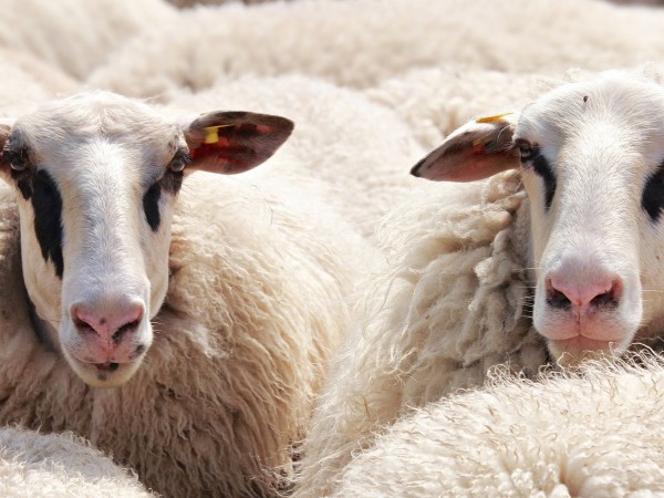 Жители на град Нови пазар сигнализират за ферма с овце,