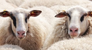 Жители на град Нови пазар сигнализират за ферма с овце