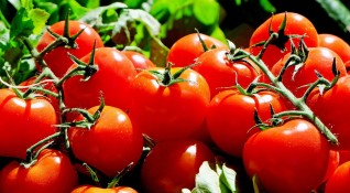 Беритбата на плодове и зеленчуци в Западна Европа е в