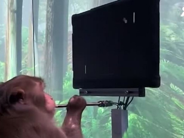 Милиардерът Илън Мъск показа специалната си маймуна, която играе на