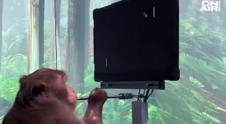 Милиардерът Илън Мъск показа специалната си маймуна която играе на