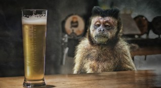 Маймуна алкохолик в Северна Индия получи доживотна присъда съобщава The