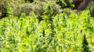 Разбиха оранжерия за марихуана в Перник съобщи Двама души