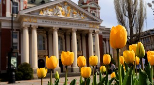 Композициите от пролетни цветя в София през тази пролет са