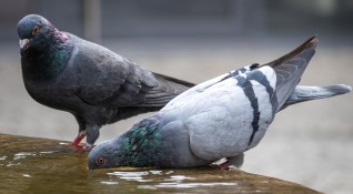 Половин година затвор е наказанието за кражба на два гълъба