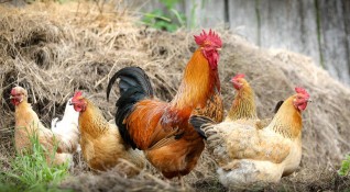 В хасковското село Криво поле са умъртвили 40 000 кокошки