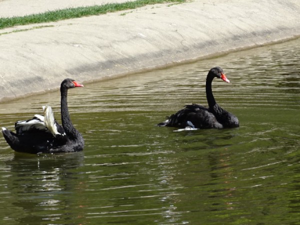 Нова двойка черни лебеди наново радват посетителите на парк "Бачиново"