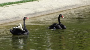 Нова двойка черни лебеди наново радват посетителите на парк Бачиново