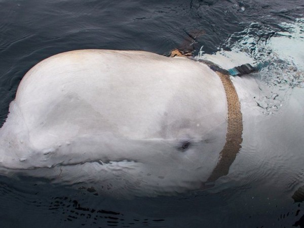 През 2019 година кит белуга изплува на брега в Норвегия.