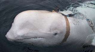 През 2019 година кит белуга изплува на брега в Норвегия