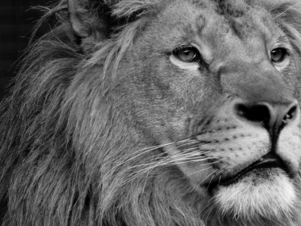 Спасеното от Зоокът Разград през 2018 г. лъвче Терез почина