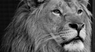 Спасеното от Зоокът Разград през 2018 г лъвче Терез почина