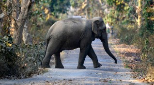 В областта Асам са починали наведнъж най големият брой слонове от