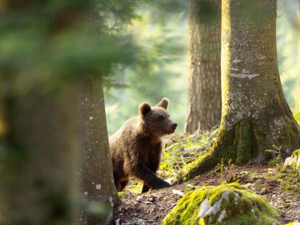 Новият документален филм по Viasat Nature „Завръщането на мечките“ е