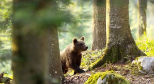 Новият документален филм по Viasat Nature Завръщането на мечките е