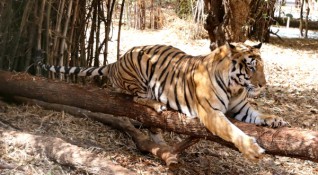 Бенгалски тигър видян за последно преди седмица да обикаля тревните