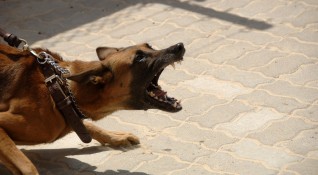 Глутница кучета нападнаха и нахапаха жена в Мездра Инцидентът е