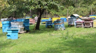 Пчелни кошери в пернишкото село Чуйпетлово са унищожени след множество
