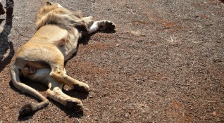 Деветгодишен азиатски лъв е починал от коронавирус в държавен зоопарк