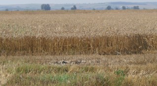 По добра зърнена реколта от миналогодишната прогнозират стопаните в Бургаска област