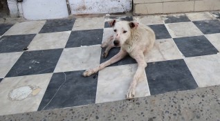 Полицията в Тутракан разследва случай на проявена жестокост към куче
