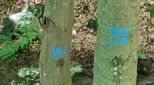 Снимка БГНЕСЗдрави букови дървета с диаметър от 30 см до