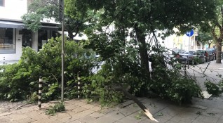 Голям клон от дърво падна в центъра на София след