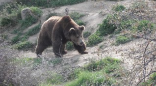 Жена е нападната от мечка в района на Белица съобщи