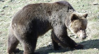 Затварят Парка за танцуващи мечки в Белица докато районът не