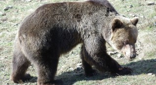 При среща с мечка най важно е да запазим самообладание
