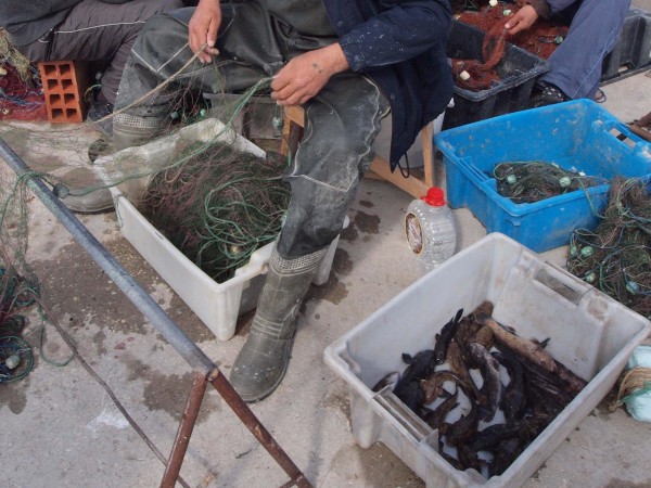 Ватосът е шампионът на лятото сред рибите, съобщиха рибари от